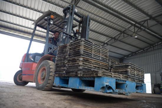 惠安春耕正當(dāng)時 工廠化水稻育秧助力稻谷生產(chǎn)