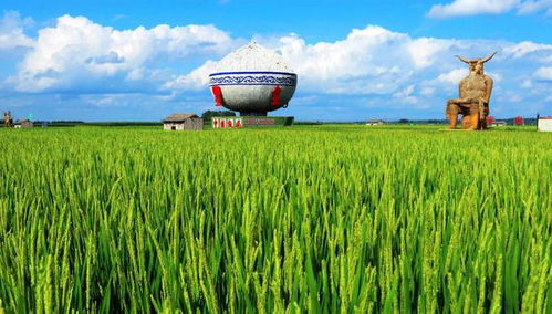 老字號稻谷產品添柴助力江城文旅熱