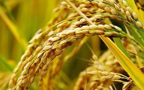 周日農家樂 體驗稻谷收割，盡享農趣與美食