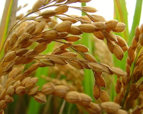 黑龍江啟動中晚稻托市收購政策，首批委托收購庫點名單公布