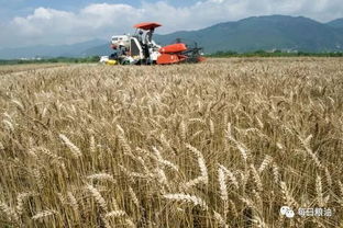 深度解析國家政策性糧食拍賣底價公布 小麥稻谷玉米同是主糧命不同，稻谷路在何方？