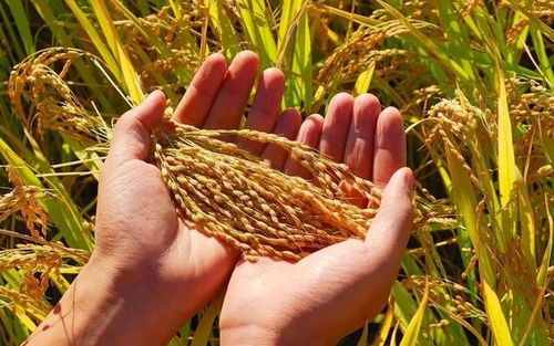 豐收在即，稻香四溢 水稻用藥效果關鍵期解析