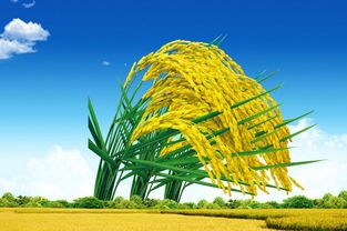 稻谷市場困境與改革 破解水稻產業危機的路徑探析